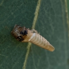 Cicadellidae (family) (Unidentified leafhopper) at Russell, ACT - 2 Feb 2024 by Hejor1