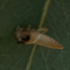 Cicadellidae (family) at Russell, ACT - 3 Feb 2024