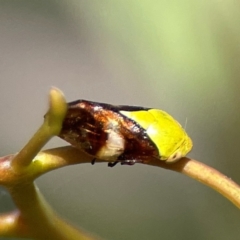 Chaetophyes compacta (Tube spittlebug) at Russell, ACT - 3 Feb 2024 by Hejor1