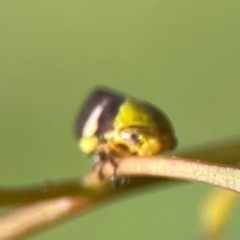 Chaetophyes compacta at Russell, ACT - 3 Feb 2024