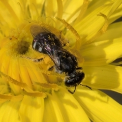 Lasioglossum (Chilalictus) sp. (genus & subgenus) (Halictid bee) at Taylor Offset (TLR) - 1 Feb 2024 by kasiaaus