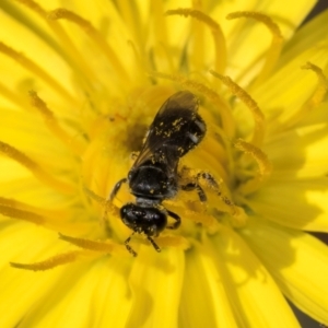 Lasioglossum (Chilalictus) sp. (genus & subgenus) at Taylor Offset (TLR) - 1 Feb 2024