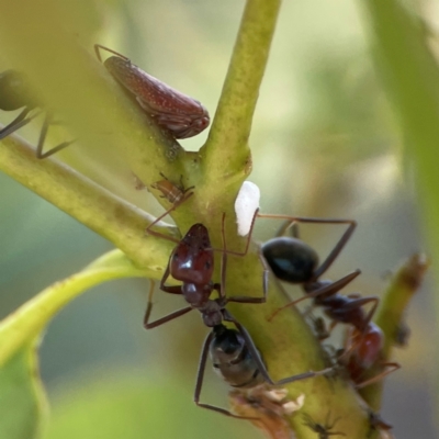 Iridomyrmex purpureus (Meat Ant) at Russell, ACT - 2 Feb 2024 by Hejor1