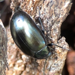 Chalcopteroides sp. (genus) (Rainbow darkling beetle) at Russell, ACT - 3 Feb 2024 by Hejor1