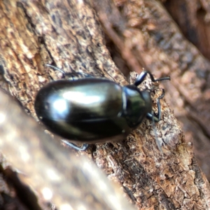 Chalcopteroides sp. (genus) at Russell, ACT - 3 Feb 2024