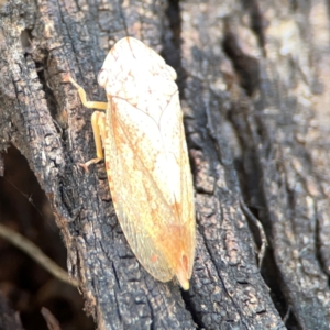 Stenocotis sp. (genus) at Russell, ACT - 3 Feb 2024