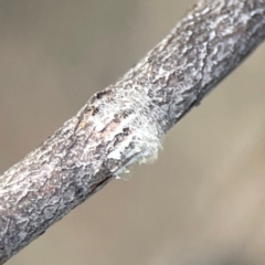 Eurymelinae (subfamily) (Unidentified eurymeline leafhopper) at Russell, ACT - 2 Feb 2024 by Hejor1