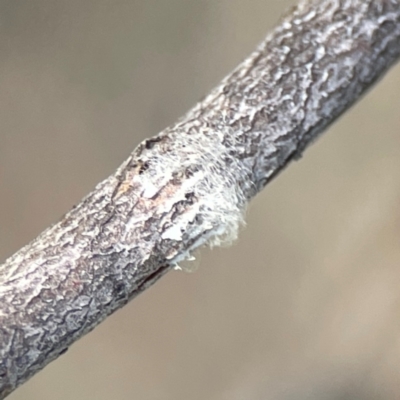 Eurymelinae (subfamily) (Unidentified eurymeline leafhopper) at Russell, ACT - 3 Feb 2024 by Hejor1