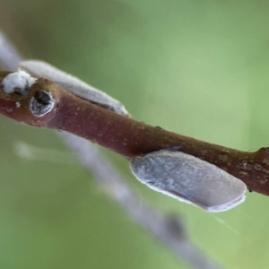 Anzora unicolor at Russell, ACT - 3 Feb 2024