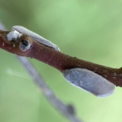 Anzora unicolor at Russell, ACT - 3 Feb 2024