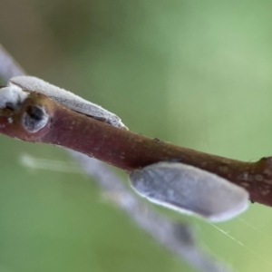 Anzora unicolor at Russell, ACT - 3 Feb 2024