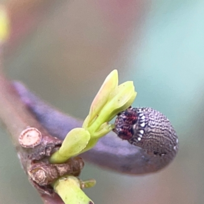 Geometridae (family) IMMATURE at Russell, ACT - 3 Feb 2024 by Hejor1