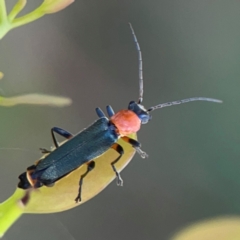 Chauliognathus tricolor (Tricolor soldier beetle) at Russell, ACT - 2 Feb 2024 by Hejor1