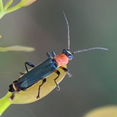 Chauliognathus tricolor (Tricolor soldier beetle) at Russell, ACT - 3 Feb 2024 by Hejor1