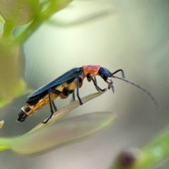 Chauliognathus tricolor at Russell, ACT - 3 Feb 2024