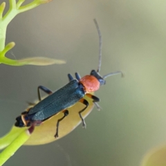 Chauliognathus tricolor at Russell, ACT - 3 Feb 2024