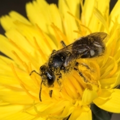 Lasioglossum (Chilalictus) lanarium (Halictid bee) at Taylor Offset (TLR) - 1 Feb 2024 by kasiaaus