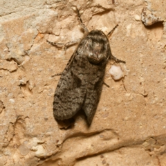 Lepidoscia (genus) ADULT (A Case moth) at Harrison, ACT - 1 Feb 2024 by DPRees125