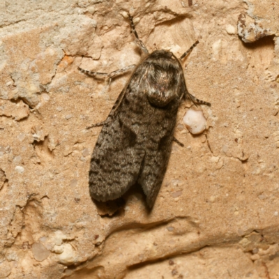 Lepidoscia (genus) ADULT (A Case moth) at Harrison, ACT - 1 Feb 2024 by DPRees125