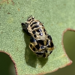 Harmonia conformis (Common Spotted Ladybird) at Russell, ACT - 3 Feb 2024 by Hejor1