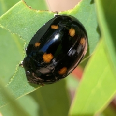 Paropsisterna octosignata at Russell, ACT - 3 Feb 2024