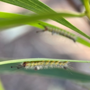 Orgyia anartoides at Russell, ACT - 3 Feb 2024