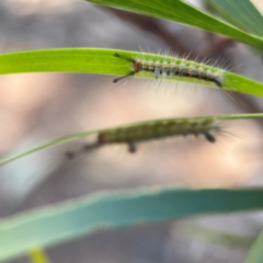 Orgyia anartoides at Russell, ACT - 3 Feb 2024 02:04 PM