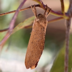 Elhamma australasiae at Russell, ACT - 3 Feb 2024