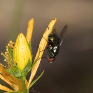 Chrysomya sp. (genus) at Taylor, ACT - 1 Feb 2024 11:16 AM