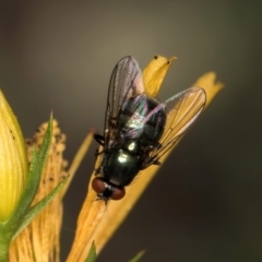 Chrysomya sp. (genus) at Taylor, ACT - 1 Feb 2024