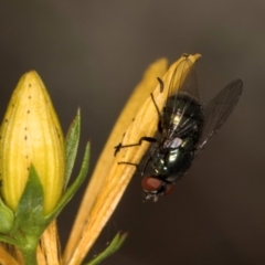 Chrysomya sp. (genus) at Taylor, ACT - 1 Feb 2024