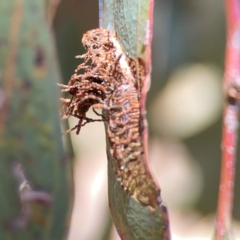 Hypertropha tortriciformis (A Gelechioid moth) at Russell, ACT - 3 Feb 2024 by Hejor1