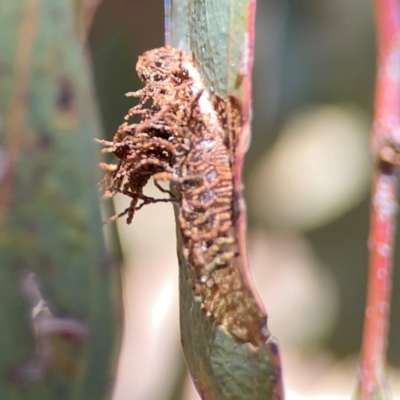 Hypertropha tortriciformis (A Gelechioid moth) at Russell, ACT - 3 Feb 2024 by Hejor1