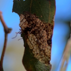 Hypertropha tortriciformis at Russell, ACT - 3 Feb 2024