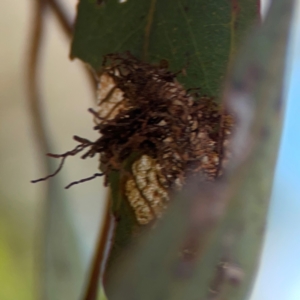 Hypertropha tortriciformis at Russell, ACT - 3 Feb 2024