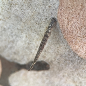 Lepidoscia (genus) IMMATURE at Russell, ACT - 3 Feb 2024