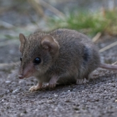 Antechinus agilis (Agile Antechinus) at Tidbinbilla Nature Reserve - 2 Feb 2024 by patrickcox