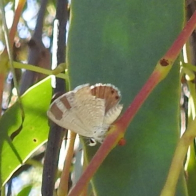 Nacaduba biocellata (Two-spotted Line-Blue) at Lions Youth Haven - Westwood Farm A.C.T. - 3 Feb 2024 by HelenCross