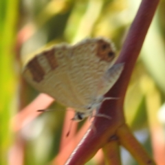 Nacaduba biocellata at Lions Youth Haven - Westwood Farm A.C.T. - 3 Feb 2024