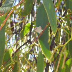 Nacaduba biocellata at Lions Youth Haven - Westwood Farm A.C.T. - 3 Feb 2024