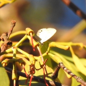 Nacaduba biocellata at Lions Youth Haven - Westwood Farm A.C.T. - 3 Feb 2024