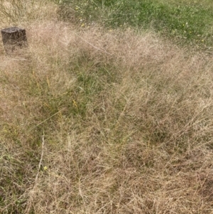 Panicum capillare at Watson, ACT - 3 Feb 2024