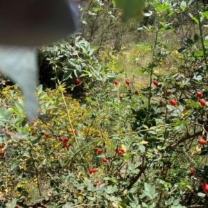 Rosa rubiginosa at Mount Majura - 2 Feb 2024 01:40 PM