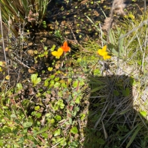 Lotus corniculatus at Namadgi National Park - 3 Feb 2024 01:10 PM