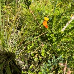 Lotus corniculatus at Namadgi National Park - 3 Feb 2024