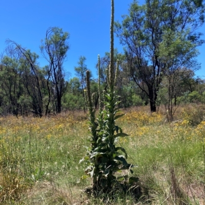 Verbascum thapsus subsp. thapsus (Great Mullein, Aaron's Rod) at Mount Majura - 2 Feb 2024 by waltraud