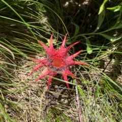 Aseroe rubra (Anemone Stinkhorn) at Namadgi National Park - 3 Feb 2024 by dgb900