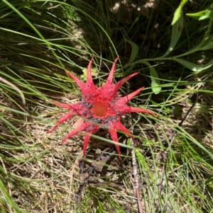 Aseroe rubra at Namadgi National Park - 3 Feb 2024