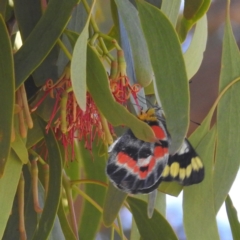 Delias harpalyce (Imperial Jezebel) at Kambah, ACT - 3 Feb 2024 by HelenCross
