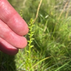 Microtis sp. (Onion Orchid) at Namadgi National Park - 3 Feb 2024 by dgb900